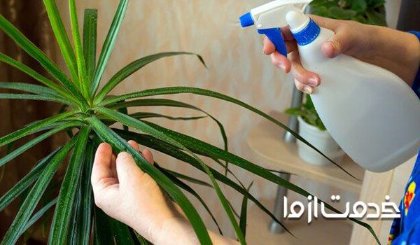 بهترین سم برای گیاهان آپارتمانی