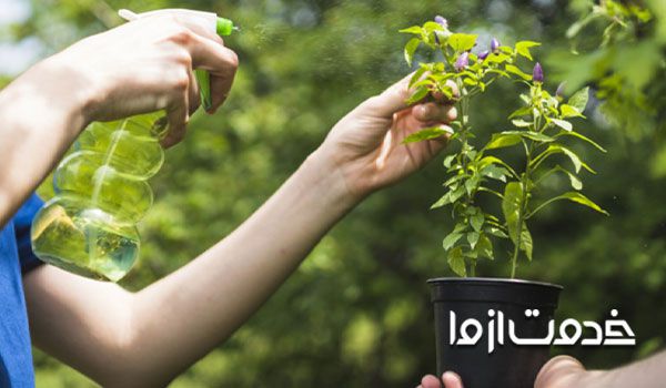 روغن چریش یا نیم برای تهیه آفت کش طبیعی