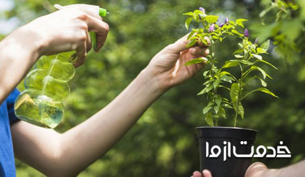 روغن چریش یا نیم برای تهیه آفت کش طبیعی