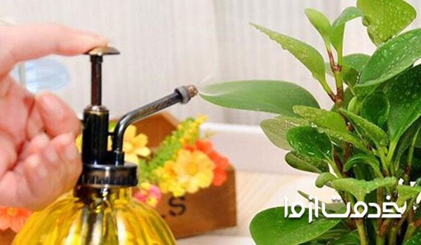 تنباکو برای تهیه آفت کش های خانگی