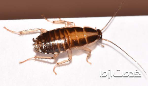 عکس انواع سوسک و سوسک المانی