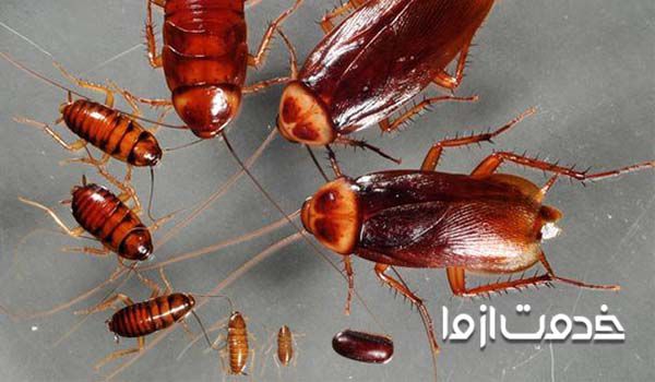 عکس انواع سوسک ها و سوسک ریز کابینت