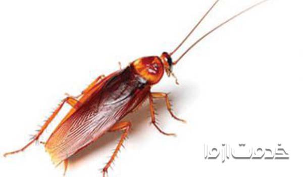 انواع سوسک های خانگی و سوسک امریکایی