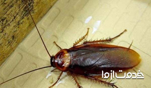 سوسک فاضلاب و سوسک ریز