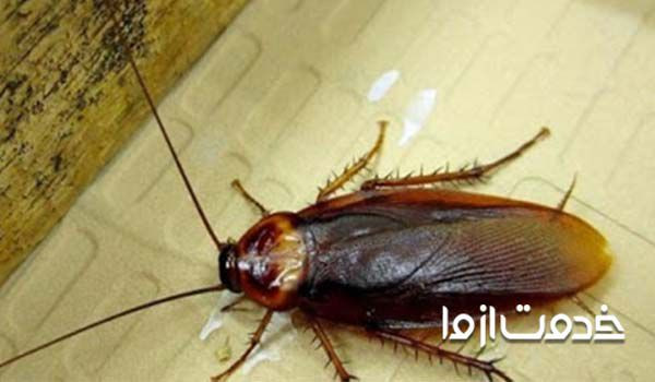 سوسک فاضلاب و سوسک ریز