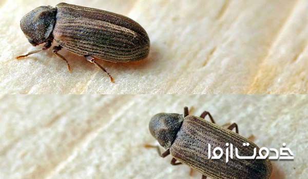 سوسک چوب و سوسک سوسری