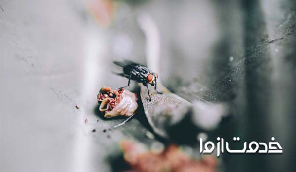 سمپاشی تخصصی مگس