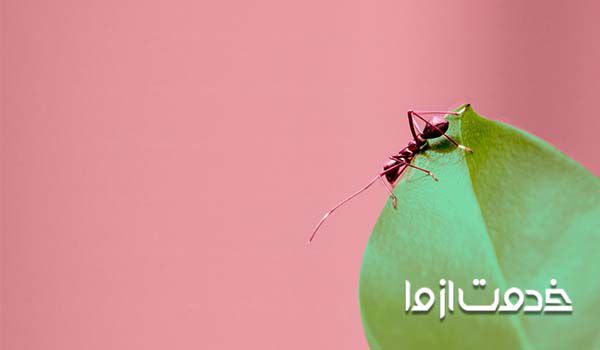 سمپاشی تضمینی مورچه