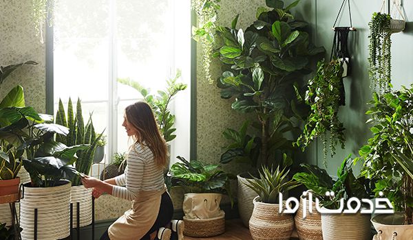 معرفی انواع گیاهان آپارتمانی مقاوم
