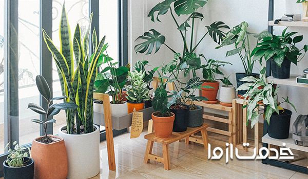 نکات مهم نگهداری گیاهان آپارتمانی مقاوم
