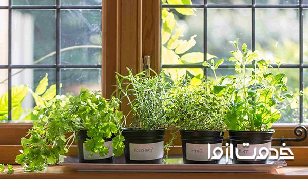 مهمترین نکات سبزی کاری در آپارتمان