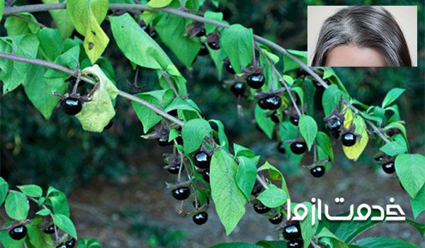 معجونی برای سیاه شدن موهای سفید
