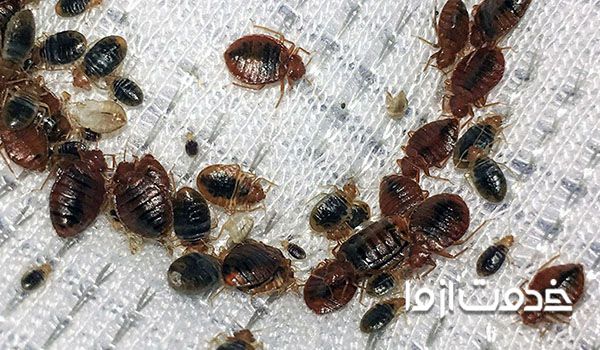 از بین بردن حشرات رختخواب