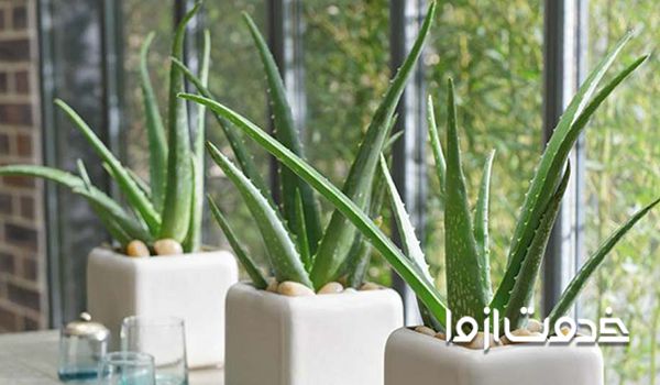 آشنایی گیاه که موجب خنک شدن خانه 