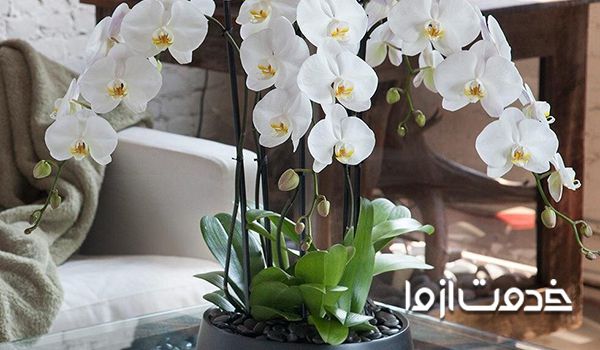 انواع گیاهان آپارتمانی گلدار