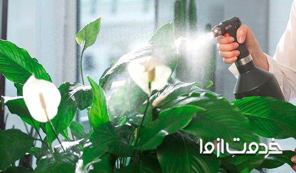 آشنایی با بهترین گیاهان آپارتمانی گلدار 