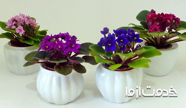 معرفی زیباترین گیاهان آپارتمانی گلدار