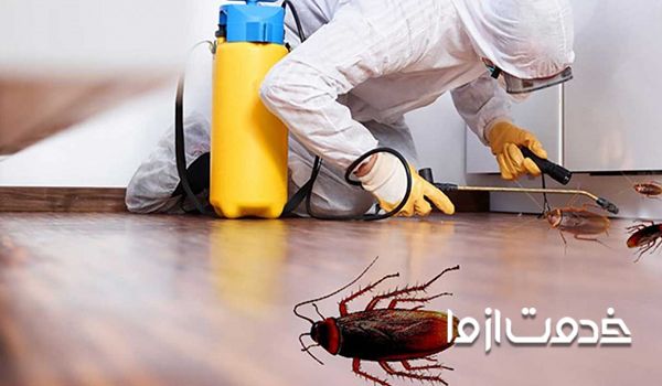 بهترین زمان سمپاشی سوسک