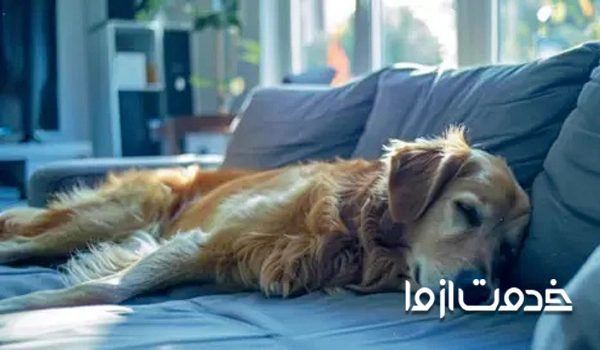 پاک کردن موی حیوانات از فرش