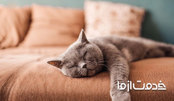 حفظ آرامش محیطی حیوان خانگی 