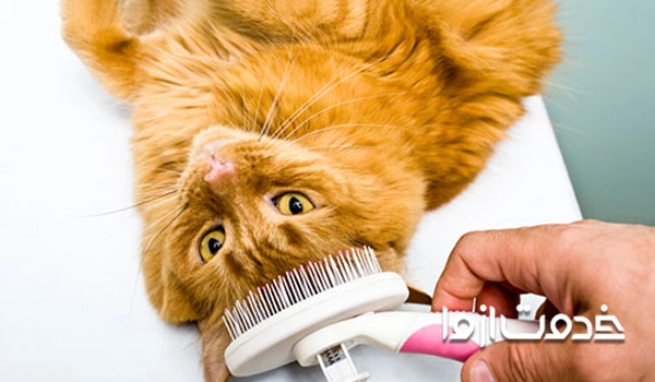 شانه زدن موی حیوان خانگی 