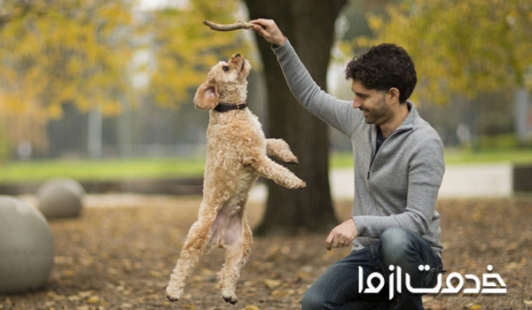 هزینه وسایل و سرگرمی سگ