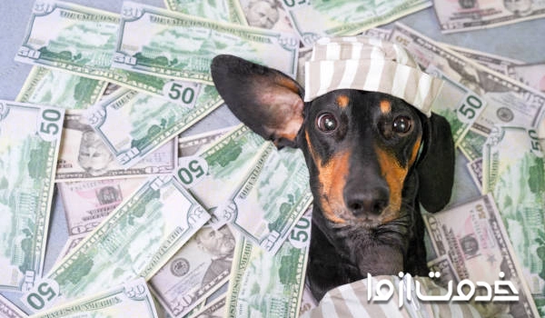 هزینه خدمات ویژه نگهداری سگ