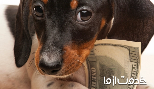 هزینه های نگهداری سگ	