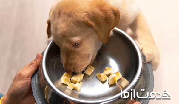 هزینه تغذیه سگ