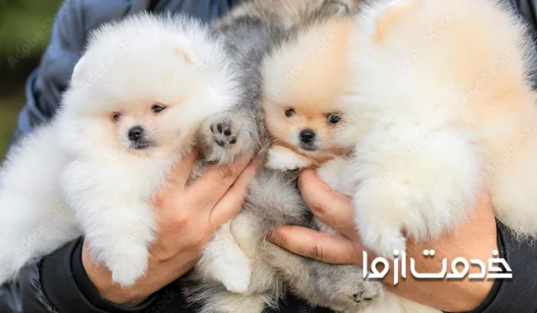 سن مناسب برای آموزش