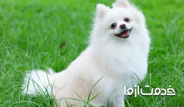 یاد گرفتن مکان دستشویی 