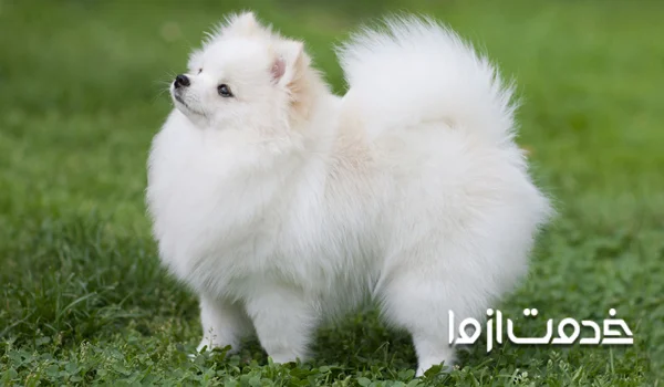 تربیت سگ پامر در سن کم 