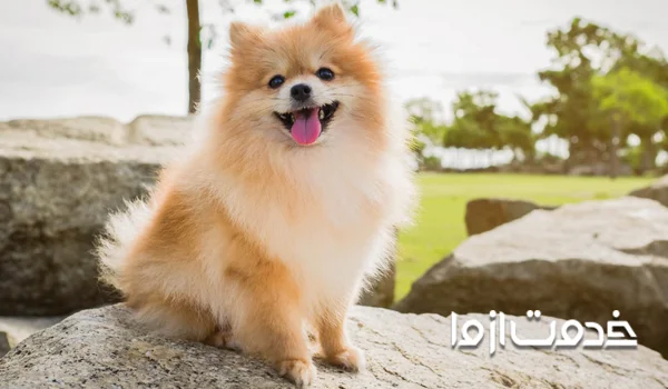 نکات مهم در آموزش سگ پامرانین