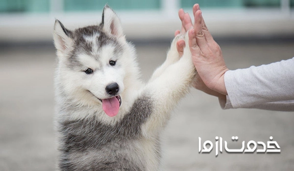 تربیت توله سگ از چند ماهگی شروع میشود