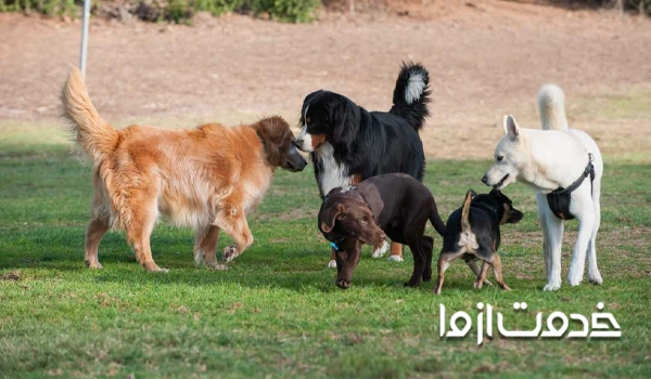 سن تربیت سگ برای اجتماعی سازی