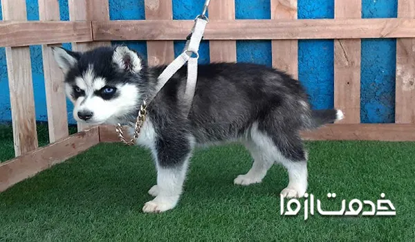 بهترین سن برای تربیت سگ هاسکی