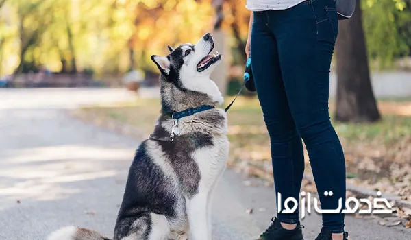 آموزش نشستن سگ هاسکی