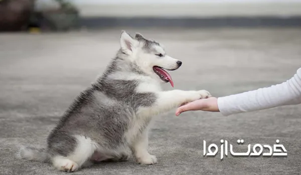 تربیت سگ هاسکی و اجتماعی کردن او