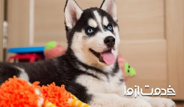 آموزش تربیت سگ هاسکی: جلوگیری از لیس زدن