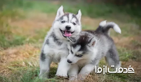 تخلیه انرژی سگ هاسکی