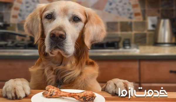 آموزش نخور به سگ با تشویقی