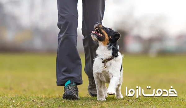 استفاده مناسب از کلمه نه 