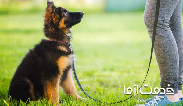 انتخاب زمان مناسب یادگیری 