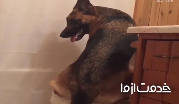 تربیت سگ ژرمن برای دستشویی