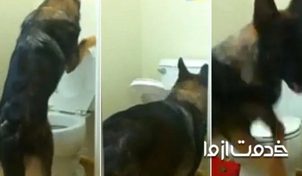 آموزش جای دستشویی به سگ ژرمن