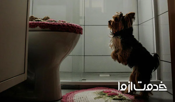 آموزش سگ برای دستشویی