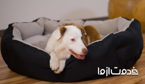 آموزش رفتن سگ به رختخواب
