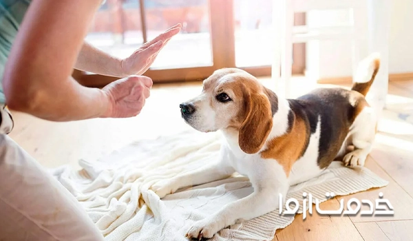 رفتن سگ به جای خواب