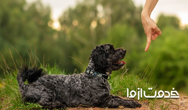 تربیت توله سگ برای گاز نگرفتن