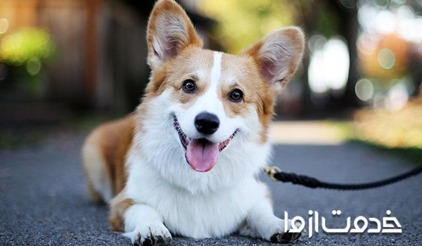 نگهداری از سگ در خانه از نظر پزشکی